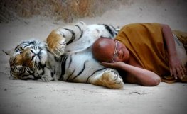 20080402-tiger-and-monk-sleeping